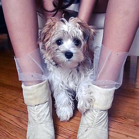 diy-marchesa-tulle-socks