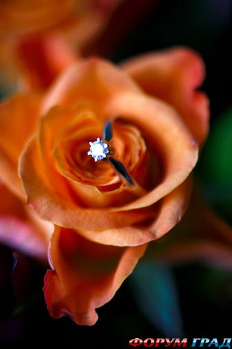 predlojenie ruki i serdca 9