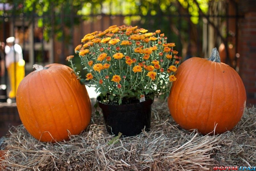 shokoladniy prazdnik12