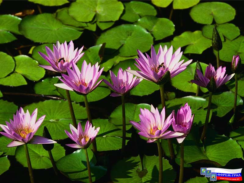 water_lilies_683685.jpg