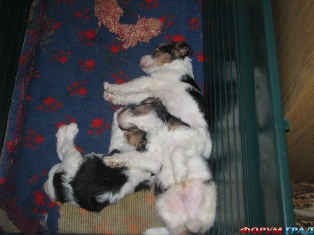 Жесткошерстный фокстерьер