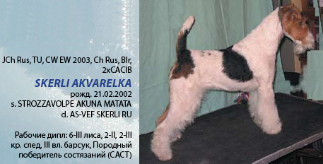 Жесткошерстный фокстерьер