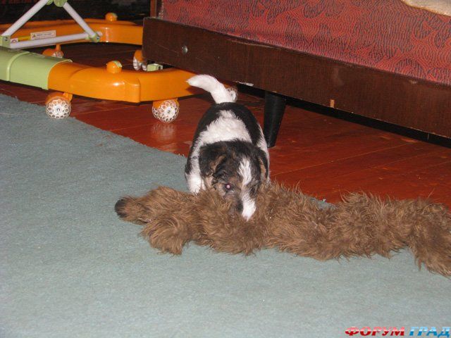 Жесткошерстный фокстерьер