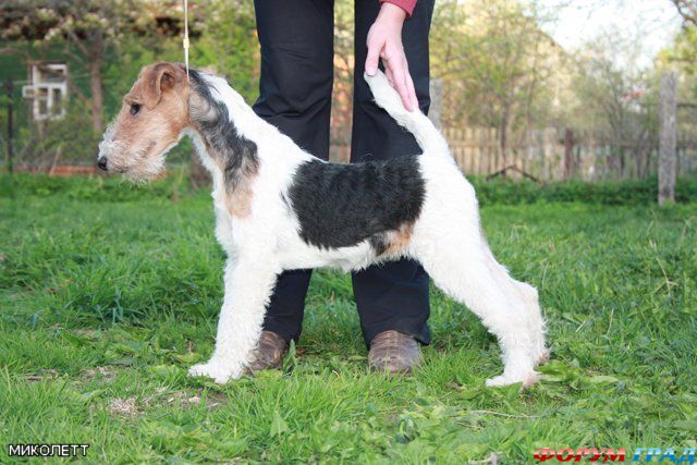 Жесткошерстный фокстерьер