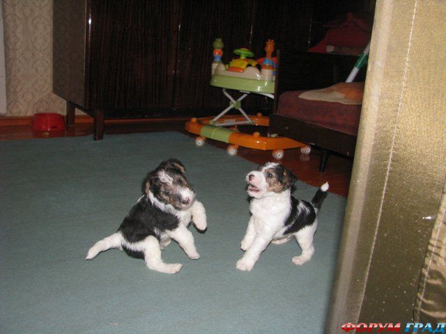 Жесткошерстный фокстерьер