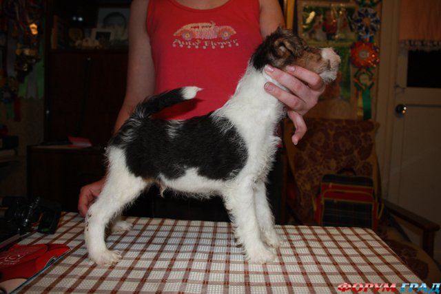 Жесткошерстный фокстерьер