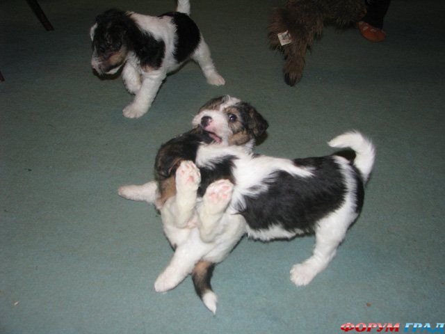 Жесткошерстный фокстерьер