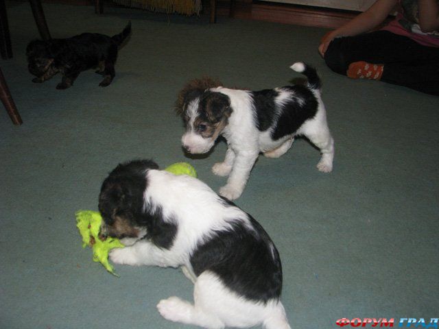 Жесткошерстный фокстерьер