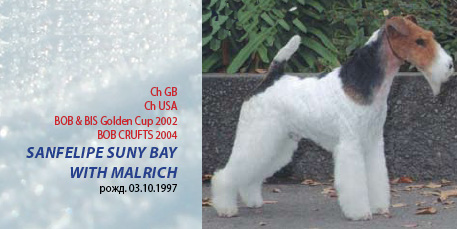 Жесткошерстный фокстерьер