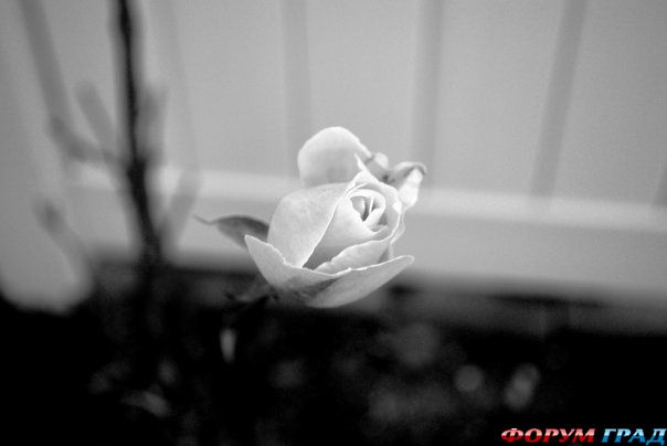 photo 12495004 135852 27984632 main 730x550