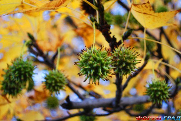 photo 12495008 135852 27984632 main 730x550