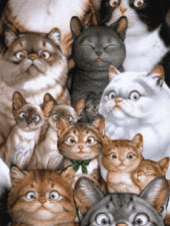 Букет котов