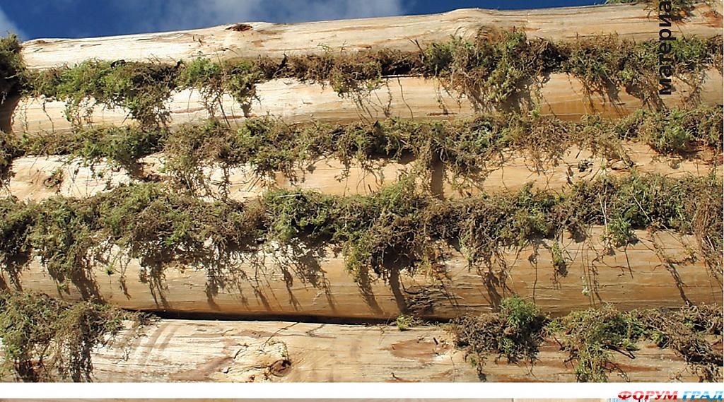 Конопатка сруба мхом