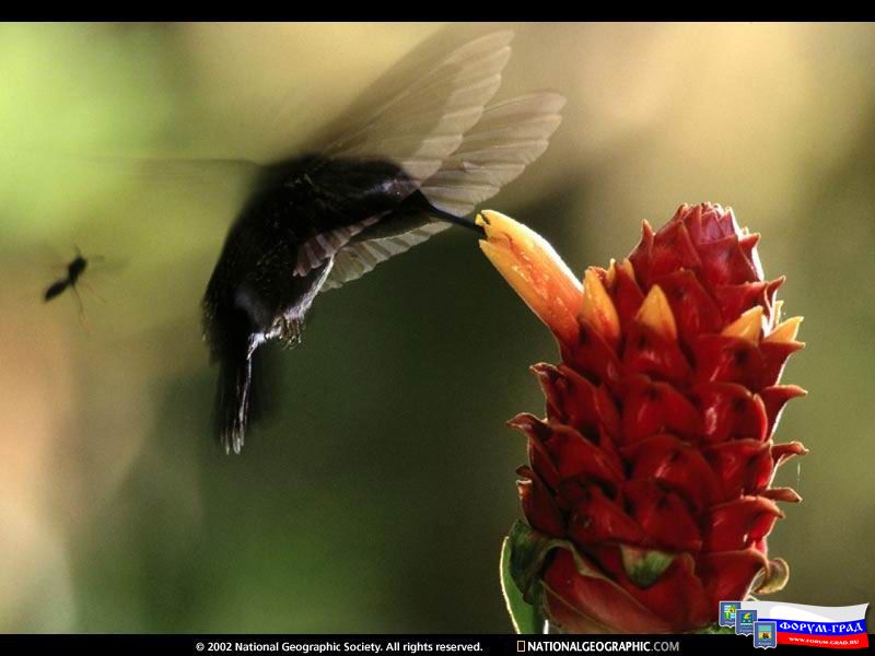 Monteverde Cloud Forest Preserve, Costa Rica