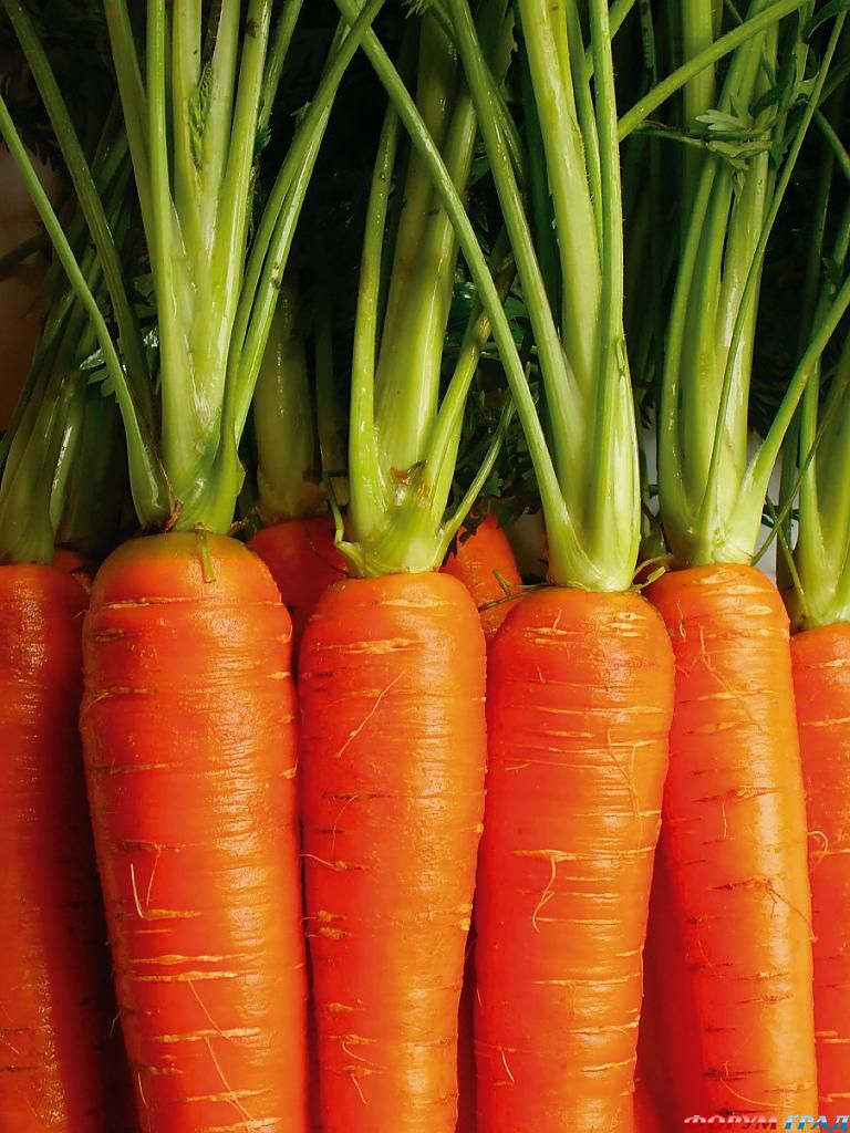 история морокови