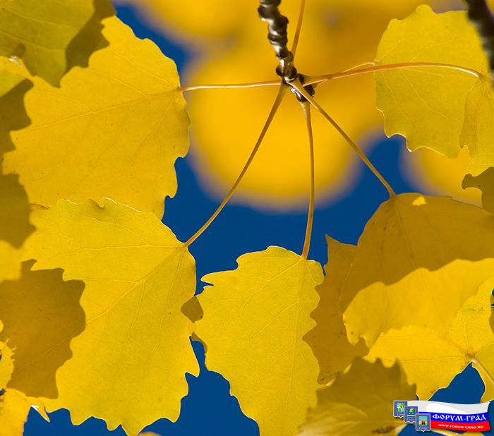 Осень на форуме