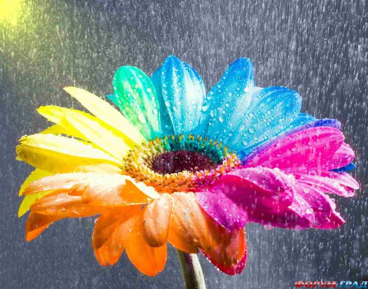 цветотерапия