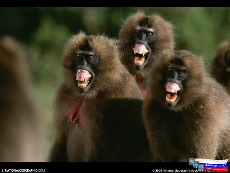 Simen Mountains National Park, Ethiopia 2