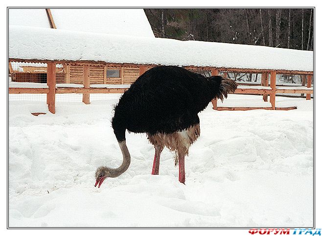 страусы в подмосковье
