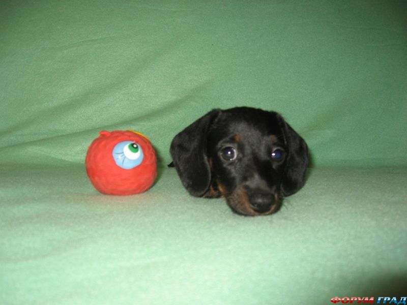 Миниатюрная такса