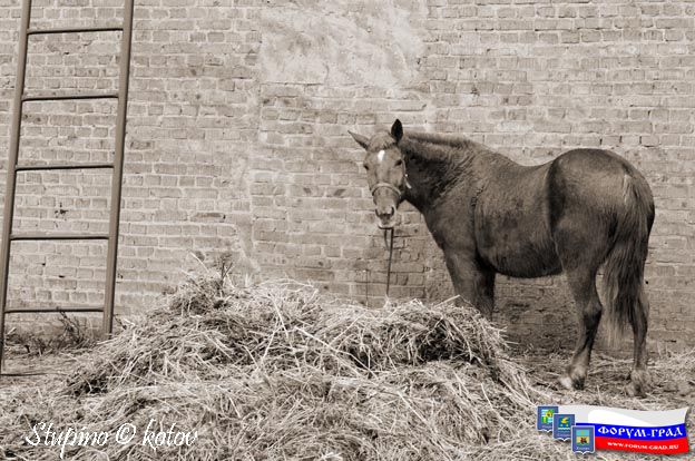 этюд с лошадью