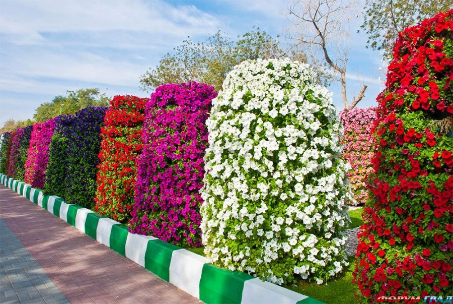 Айн-Аль-Гомур