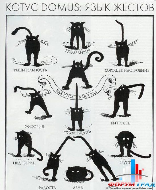 Позы кота