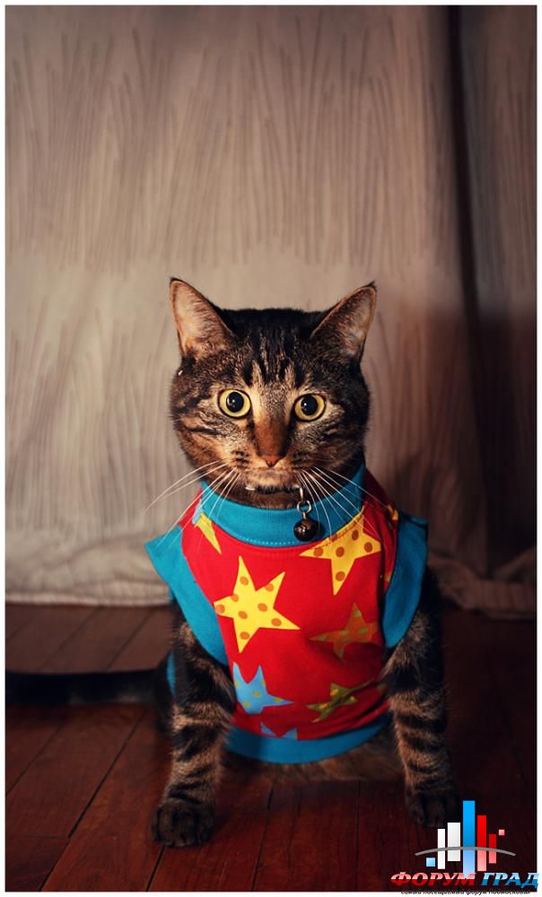Koshki-v-odezhde3