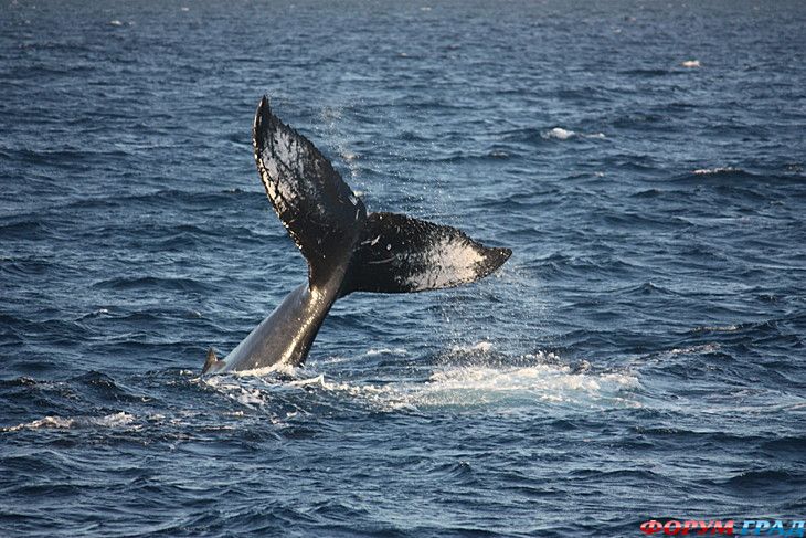 Форум для туристов