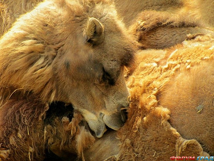 Форум для туристов