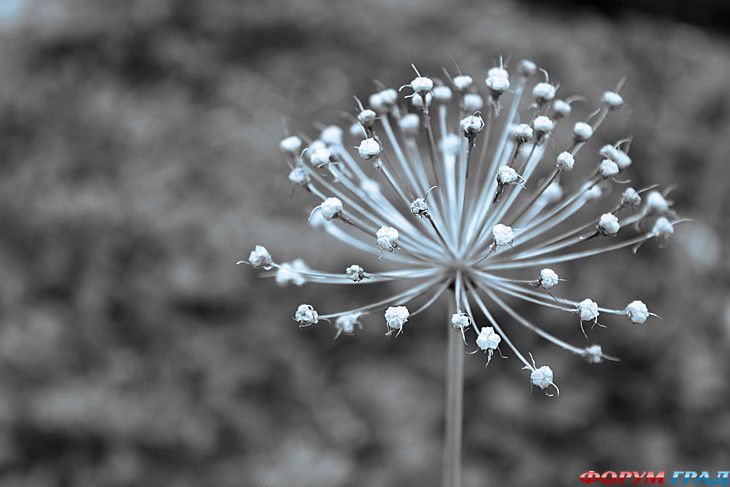 Форум для туристов