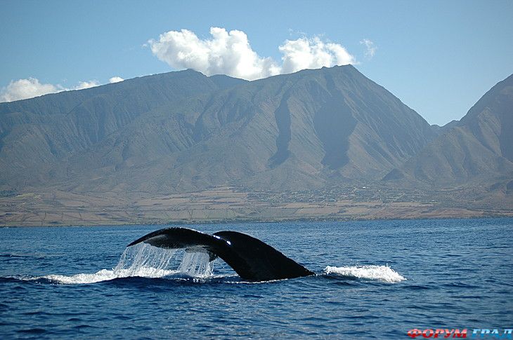 Форум для туристов