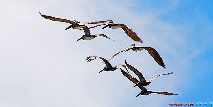 Форум для туристов