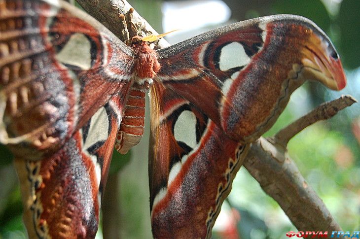 Форум для туристов