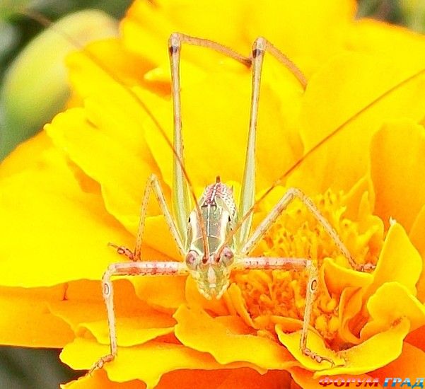 Форум для туристов