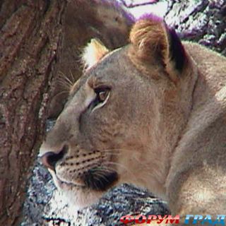 Форум для туристов