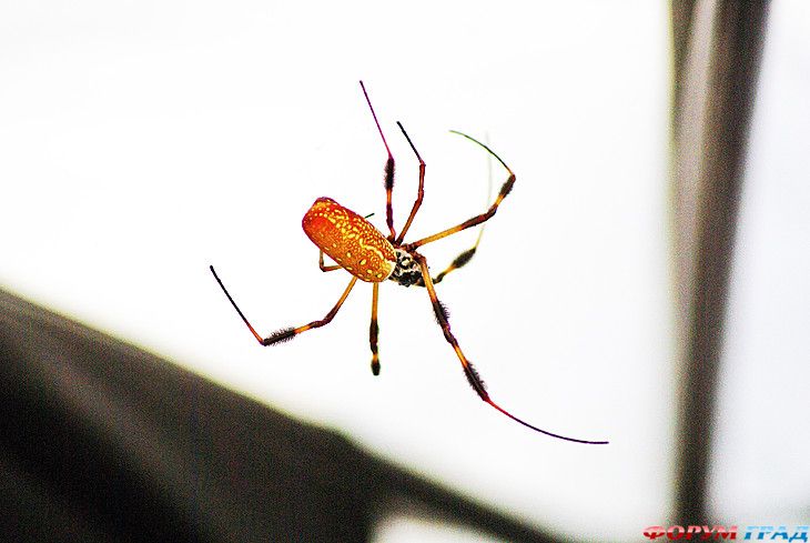 Форум для туристов