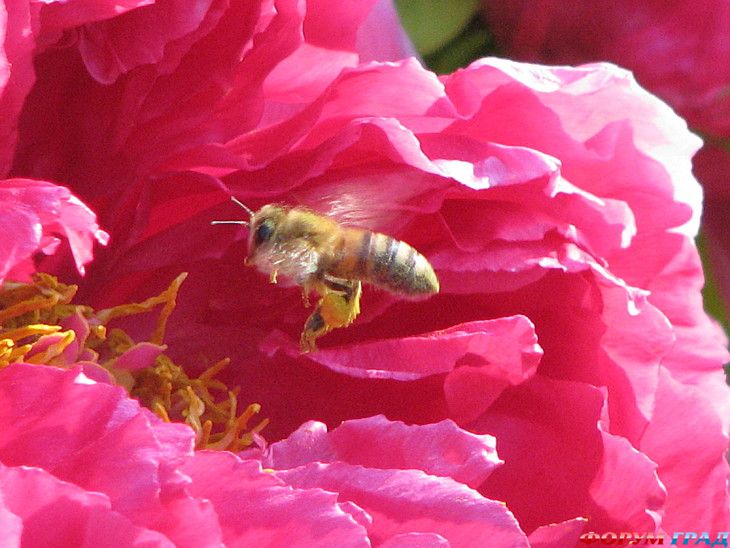 Форум для туристов