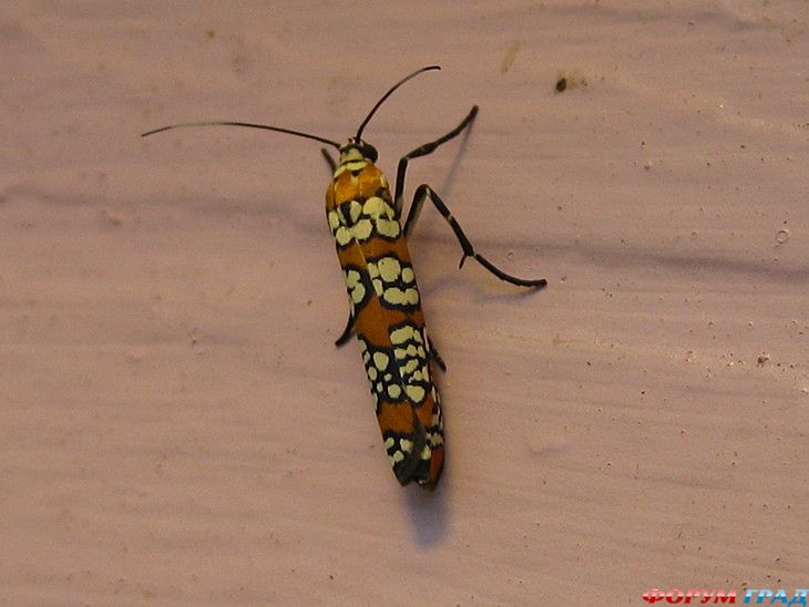 Форум для туристов