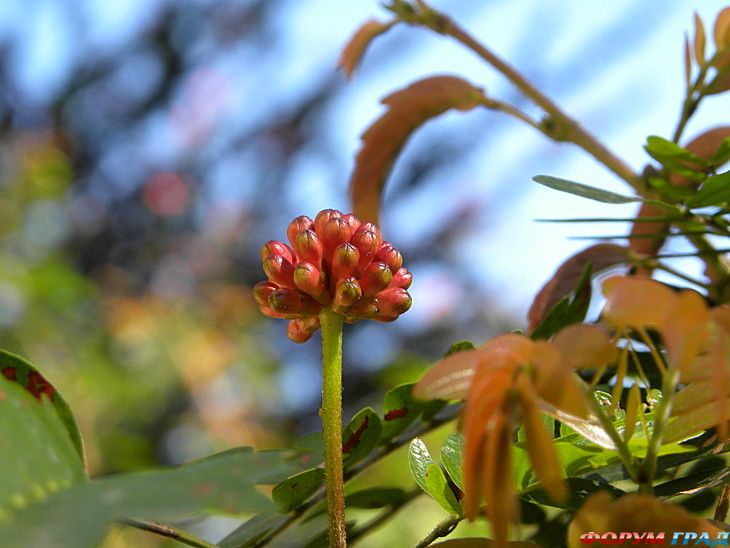 Форум для туристов