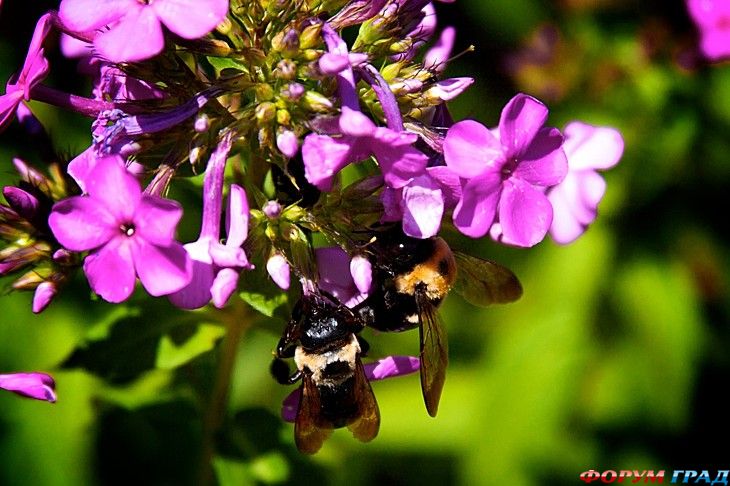 Форум для туристов