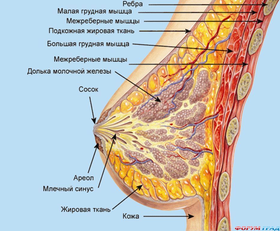 строение женской груди