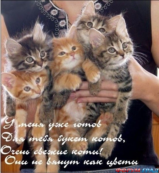 букет котов