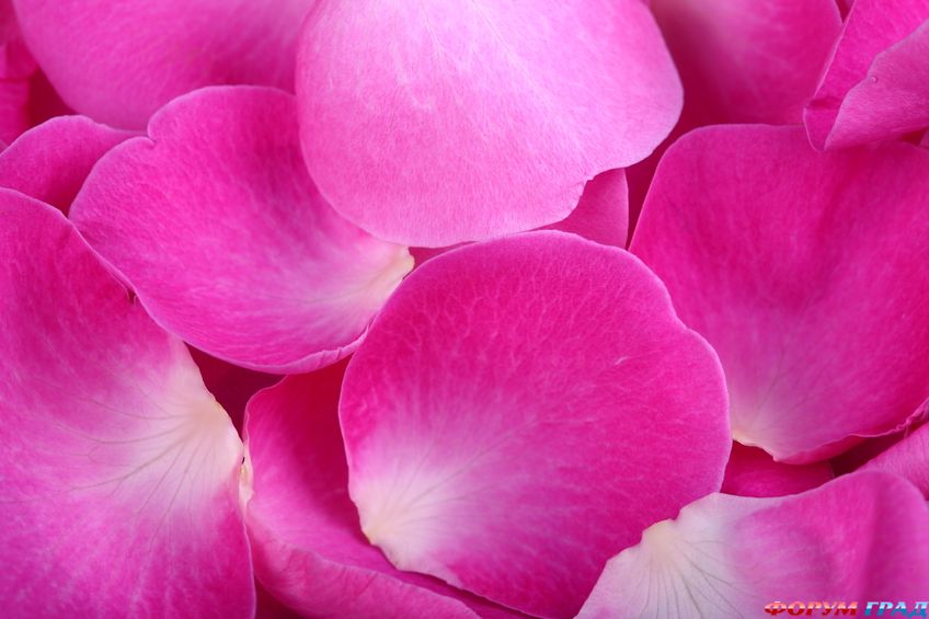 поделки из лепестков