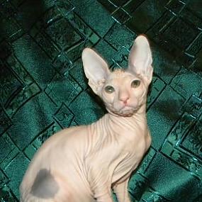 сумка для кота