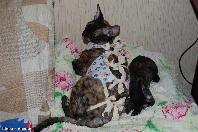 для кошек