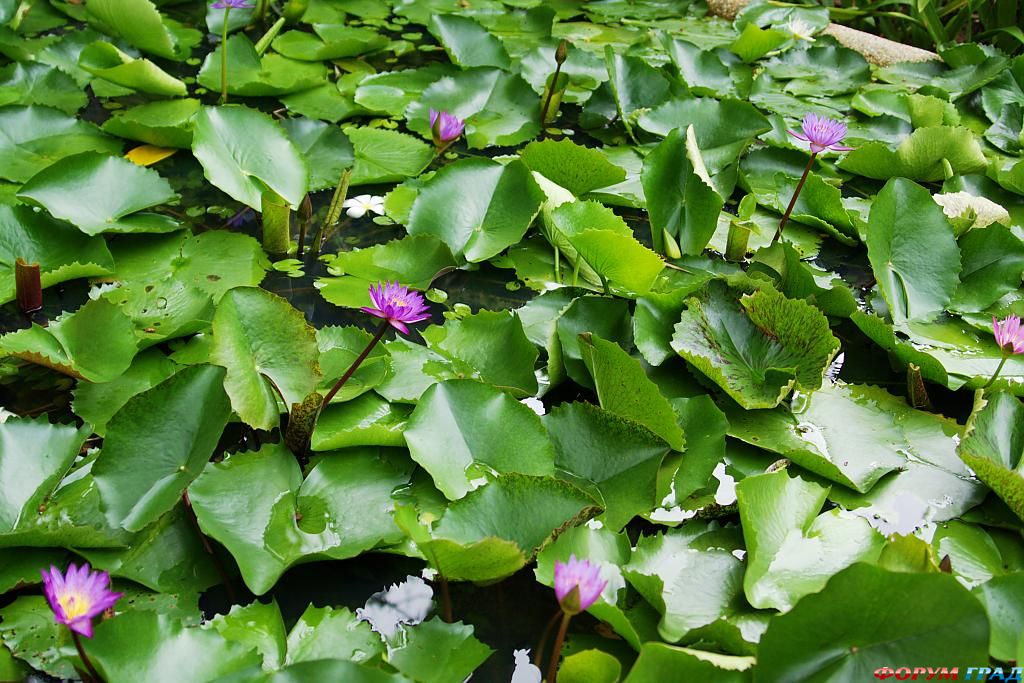 phuket-thailand- 139