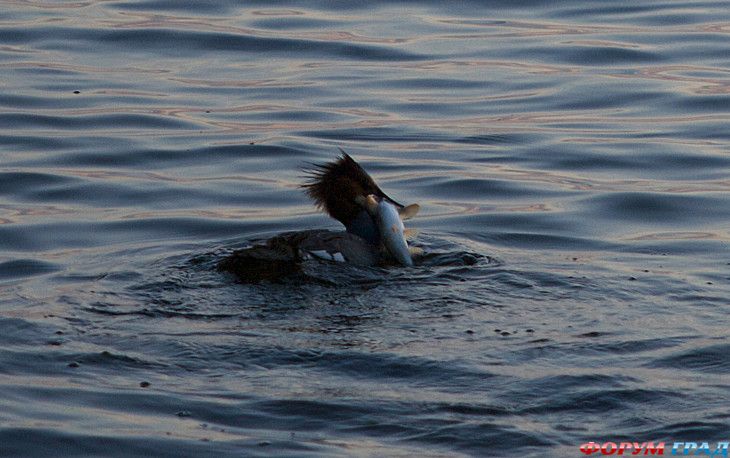 путешествия