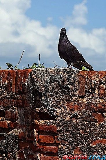 путешествия