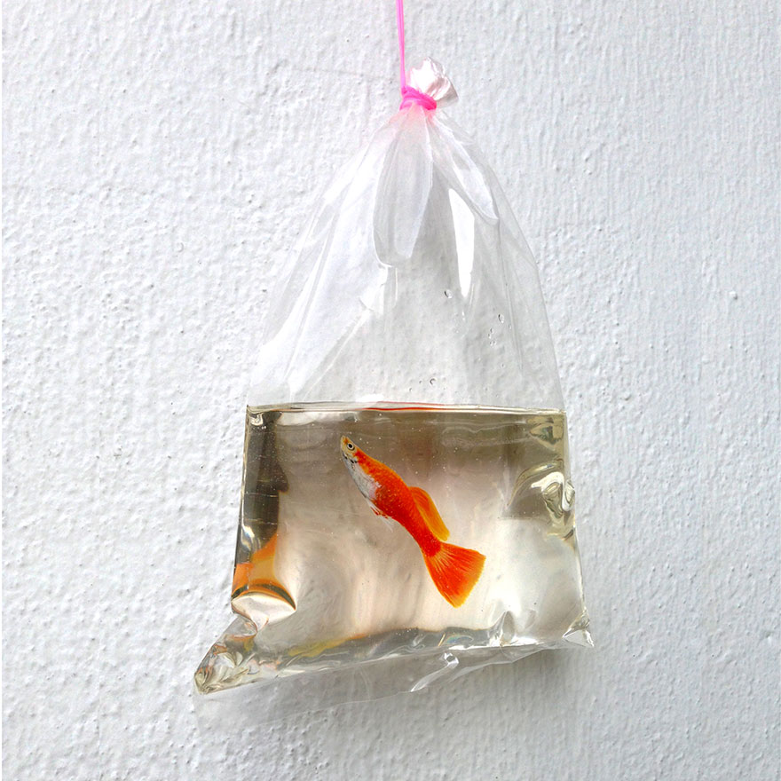 3d-fish-08